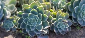 辦公室裝修:打造你的舒適綠色辦公室環(huán)境，療愈系多肉植物5選！